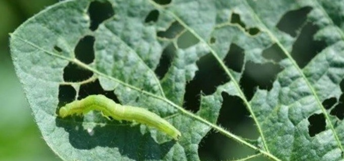 جنگ با آفت برگ‌‌خوار؛ محلول پاشی در لرستان آغاز شد