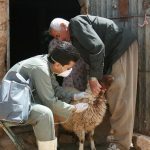  آغاز عملیات واکسیناسیون رایگان یک میلیون رأس دام عشایر لرستان بر علیه بیماری تب برفکی و تب مالت