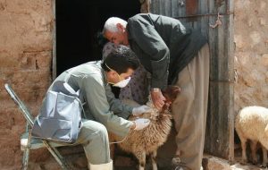  آغاز عملیات واکسیناسیون رایگان یک میلیون رأس دام عشایر لرستان بر علیه بیماری تب برفکی و تب مالت